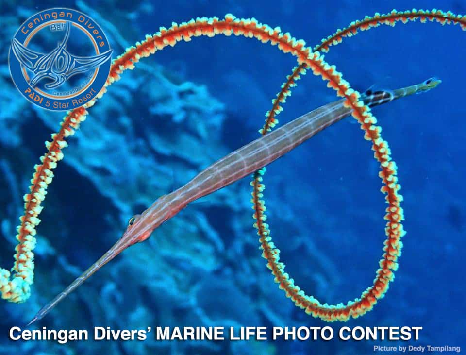 Marine Life Photo Contest