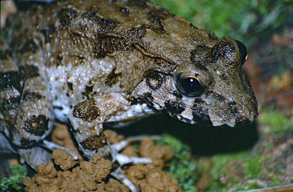 The crab-eating frog is a very special species, being the only amphibian able to live in salt water for longer periods of time.