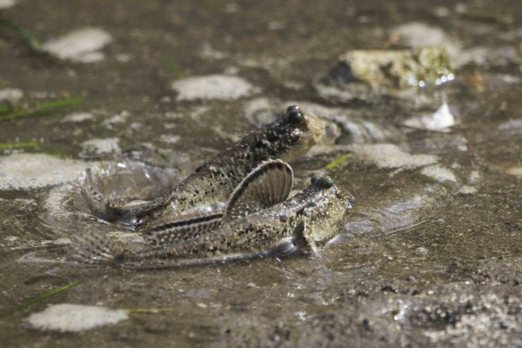Barred mudskippers are found on the mudflats between Nusa’s mangrove forests.