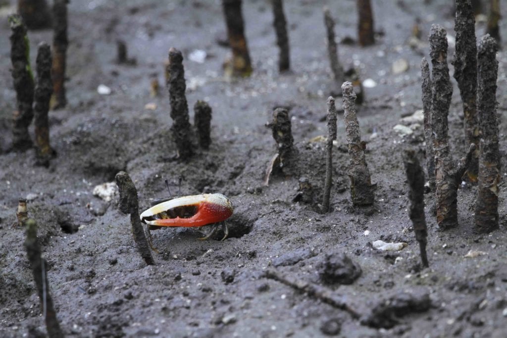 You cannot get around fiddler crabs on Nusa Ceningan and Nusa Lembongan.