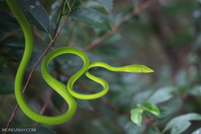 The asian vine snake is a relatively common snake species in Indonesia, being also present on the Nusa islands.