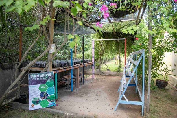 Mangrove nursery at Ceningan Resort