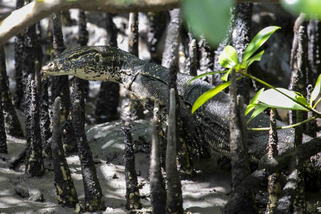 The Asian water monitor is the Nusa islands very own dragon, living in the mangroves around Nusa Ceningan and Nusa Penida.