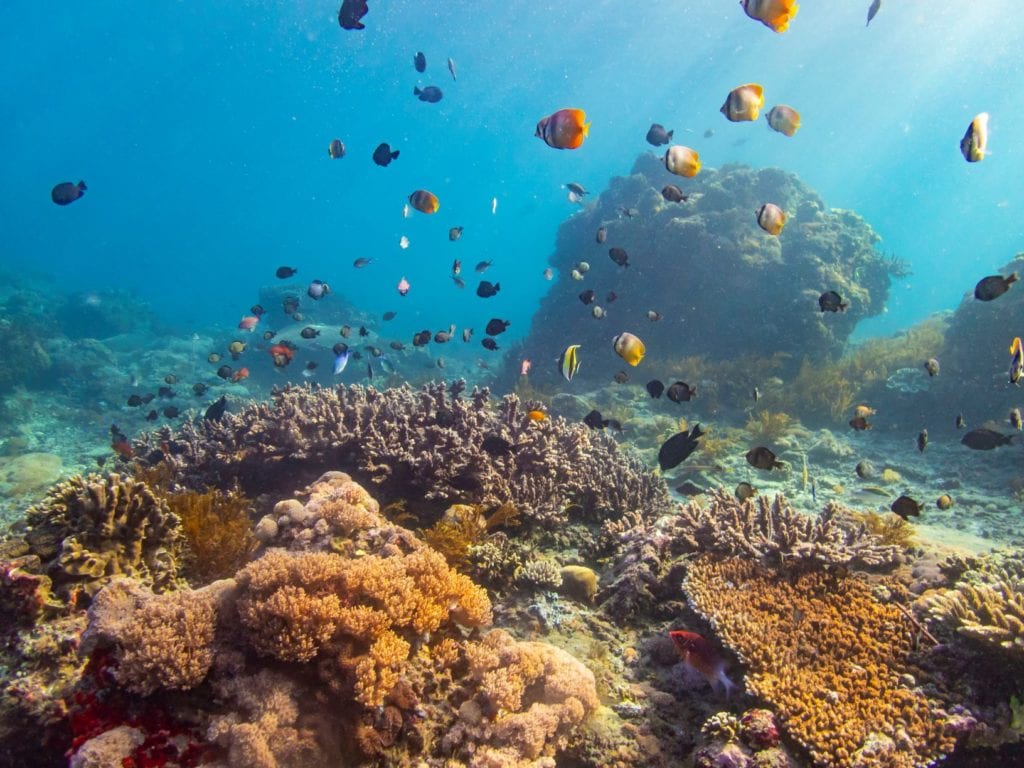 Corals are beautiful but fragile. It may take decades or even hundreds of years to recover.