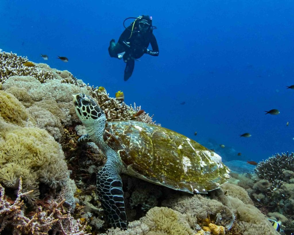 One of our divers meeting a turtle. Can recreation always go hand in hand with marine life?