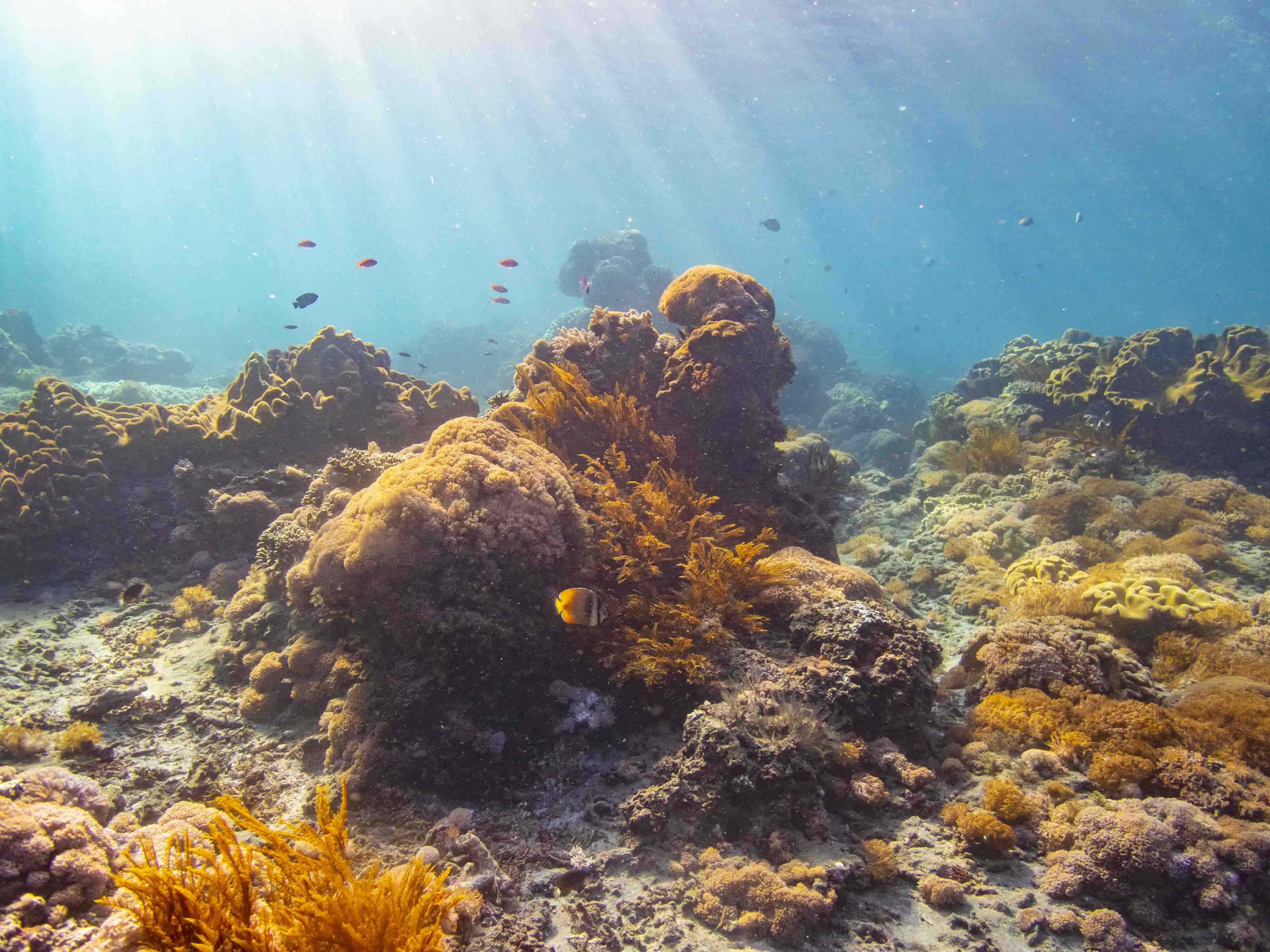 Beautiful reefs at dive site Gamat Bay worth preserving.