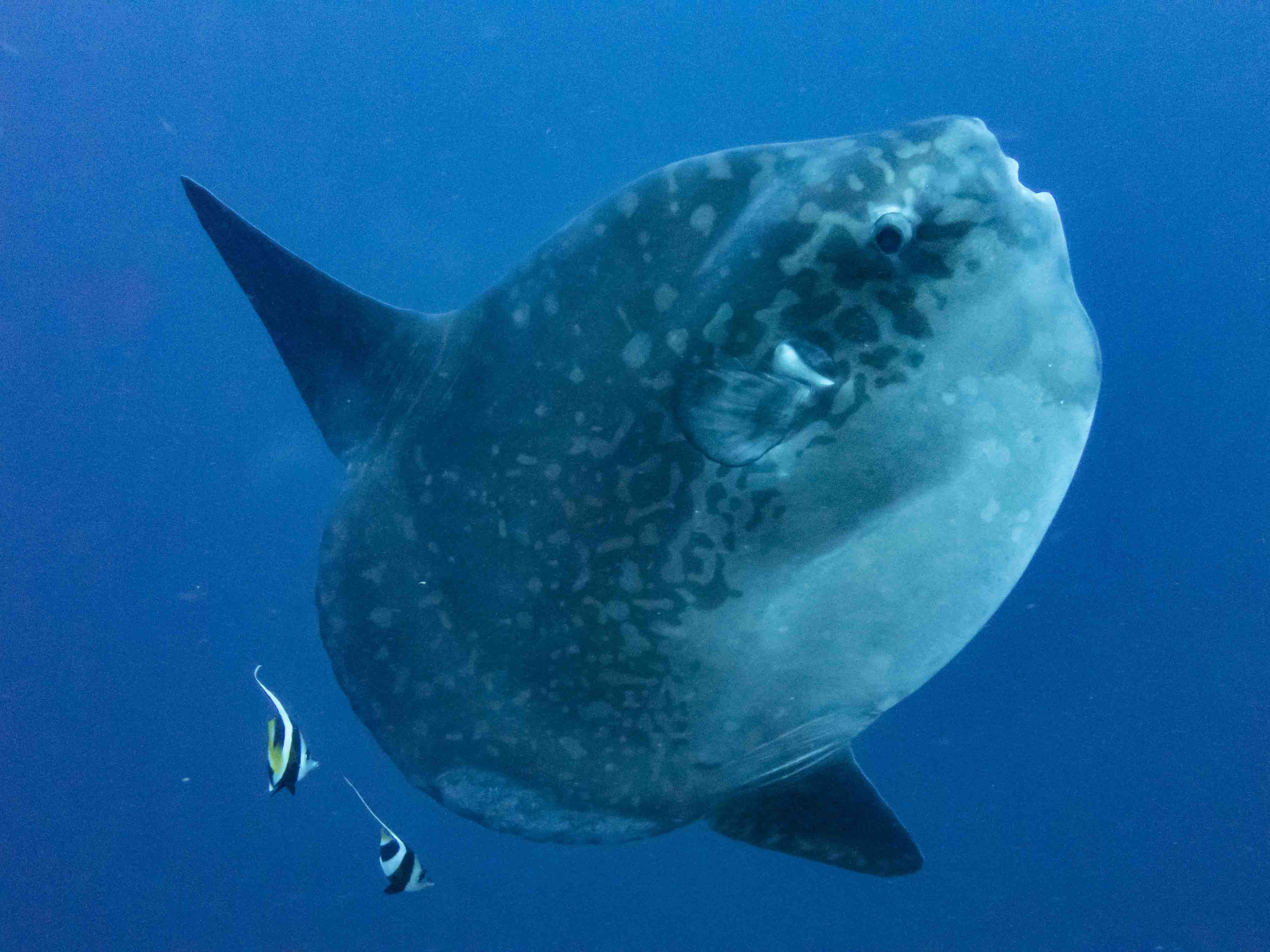 Close encounter with a sunfish at dive site Sental
