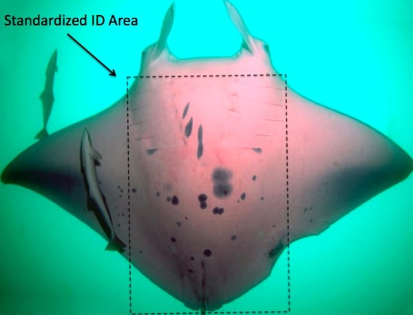 The standardized ID area of a manta belly