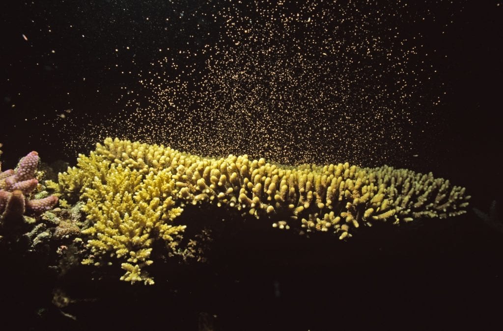 Coral spawning. Sunscreen can do damage to the tiny coral larvae.