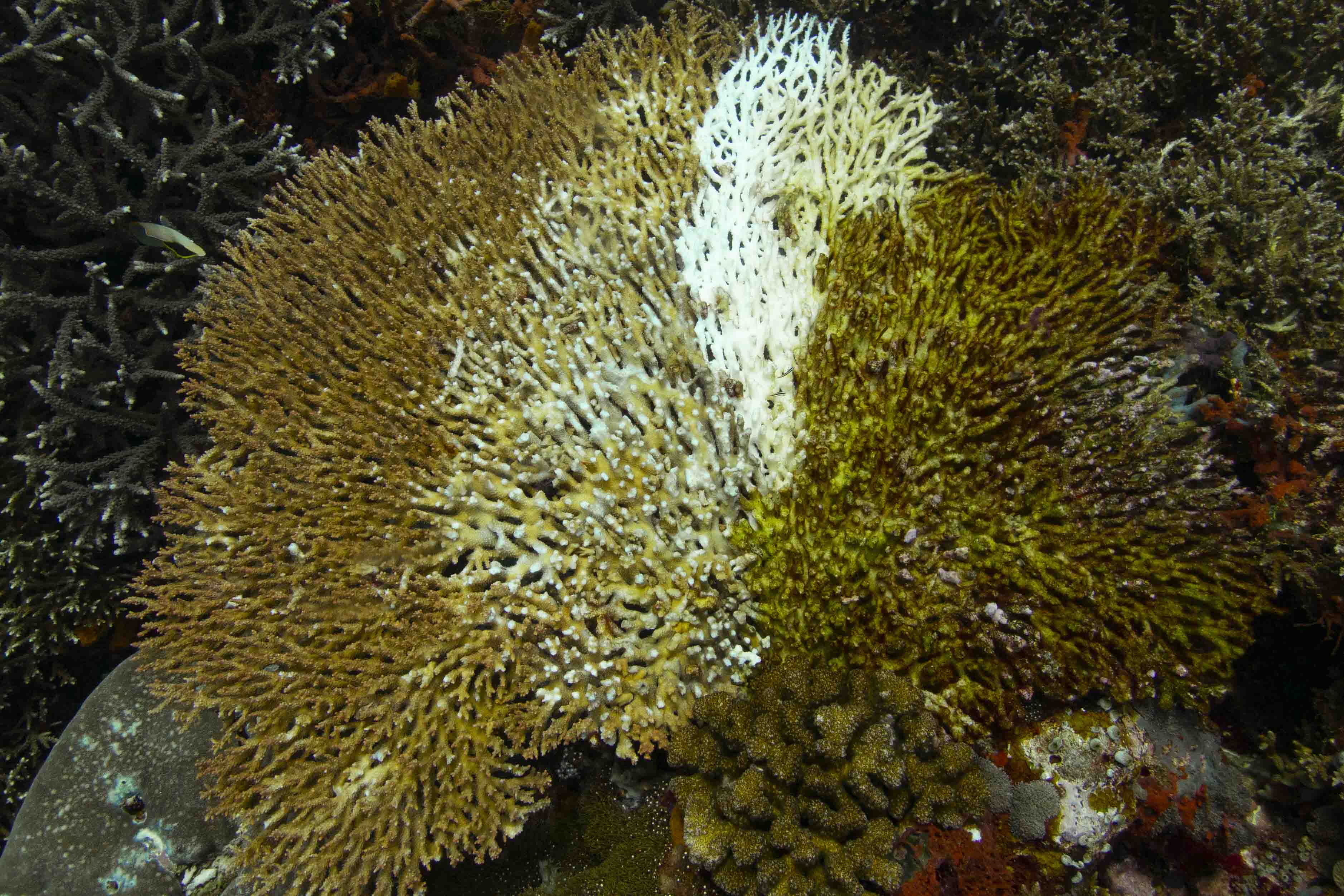 Table coral showing the various stages of bleaching.