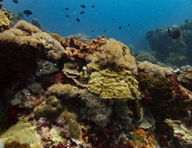 Scuba Diving Bali